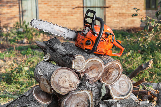 Best Tree Clearing Services  in Seabrook, SC